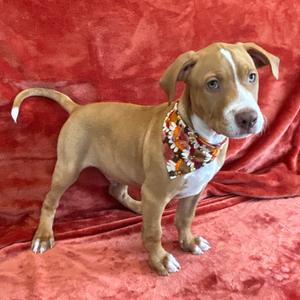 Windsor, Terrier, American Pit Bull, puppy, available for adoption