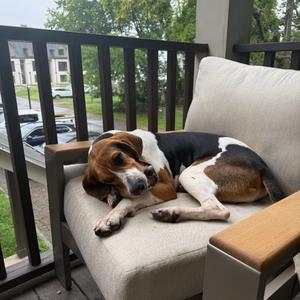 McCoy, Coonhound, young, available for adoption