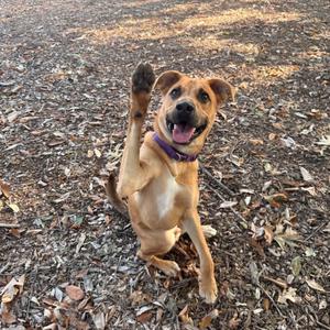 A brown dog with a purple collar is sitting on the ground covered in leaves, raising its front paw in a waving gesture. The dog has a happy expression with its mouth open and tongue out.