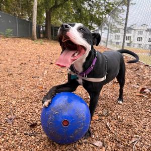 Squeak, Terrier, American Pit Bull, young, available for adoption