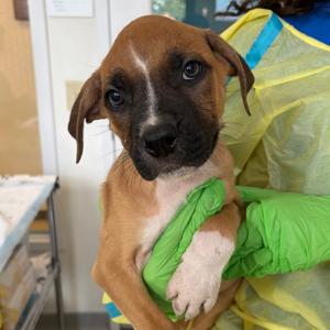 Malt Ball, Boxer, puppy, available for adoption