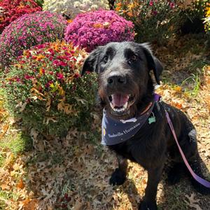 Moose, Retriever, Labrador, young, available for adoption