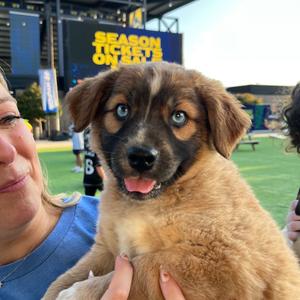 Macon, Pei, Shar, puppy, available for adoption