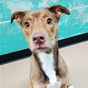 Wendy, Shepherd, Australian, young, available for adoption