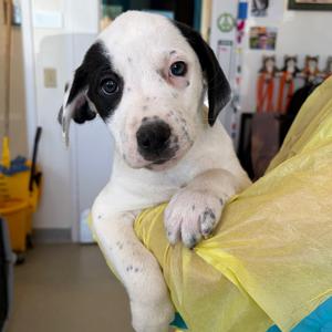 Allis, Catahoula Leopard Dog, puppy, available for adoption