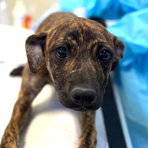 Bashful, Mountain Cur, young, available for adoption