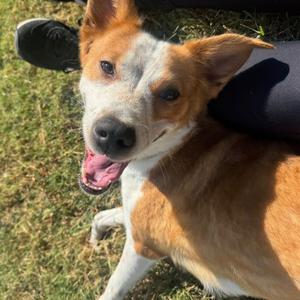 Marinara, Cattle Dog, Australian (Red Heeler), adult, available for adoption