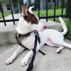 Claire, Cattle Dog, Australian (Red Heeler), young, available for adoption