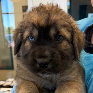 Newnan, Pei, Shar, puppy, available for adoption
