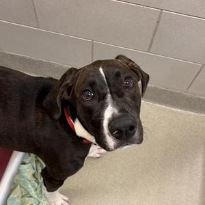 Moonpie, Coonhound, young, available for adoption