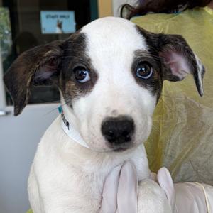 Metzenbaum, Catahoula Leopard Dog, puppy, available for adoption