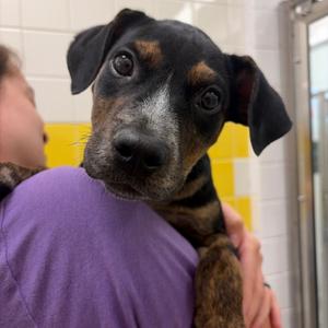 Ping, Queensland Heeler, puppy, available for adoption