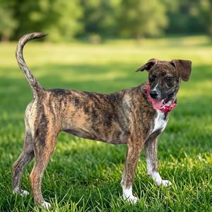 Knick Knack, Mountain Cur, young, available for adoption