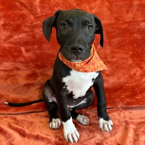 Ranger, Terrier, American Pit Bull, puppy, available for adoption