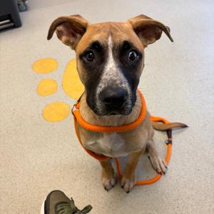 Lucy, Terrier, American Pit Bull, young, available for adoption