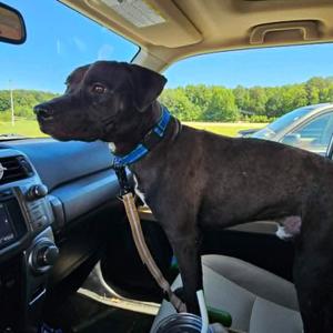 Freeman, Terrier, American Pit Bull, young, available for adoption