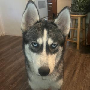 Misha, Husky, Siberian, young, available for adoption