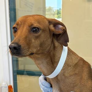 Elsie, Feist, young, available for adoption
