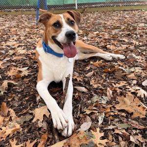 Almond, Boxer, young, available for adoption
