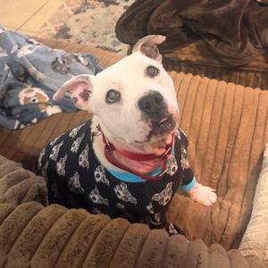 Lola, Terrier, American Pit Bull, available for adoption