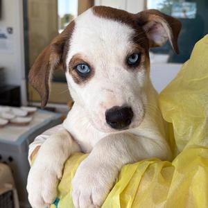 Balfour, Catahoula Leopard Dog, puppy, available for adoption
