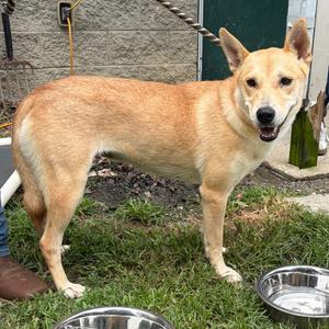 Jazzy, Shepherd, young, available for adoption