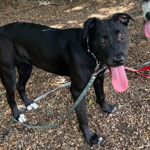Dahlia, Terrier, American Pit Bull, young, available for adoption