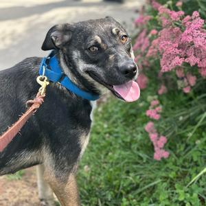 Mushroom, Shepherd, young, available for adoption