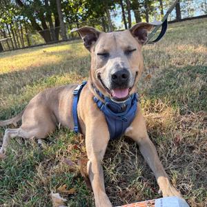 Dempsey, Hound, available for adoption