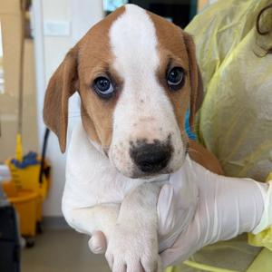 Gelpi, Catahoula Leopard Dog, puppy, available for adoption