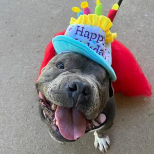 Joan, Terrier, American Pit Bull, available for adoption