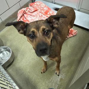 a brown dog with a white chest standing on a concrete floor, looking up at the camera, with a red patterned blanket and a metal bowl nearby