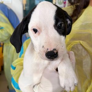Kelly, Catahoula Leopard Dog, puppy, available for adoption