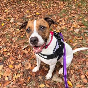 Ozzie, Hound, available for adoption