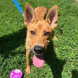 Diamond, Retriever, Yellow Labrador, young, available for adoption
