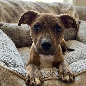 Jughead, Hound, Plott, young, available for adoption