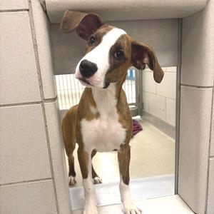 Peachy, Terrier, American Pit Bull, puppy, available for adoption
