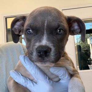 Damien, Terrier, American Pit Bull, puppy, available for adoption