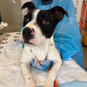 Jaque, Terrier, American Pit Bull, young, available for adoption