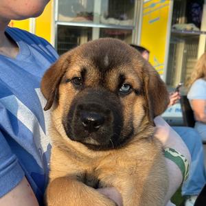 Cordell, Pei, Shar, puppy, available for adoption