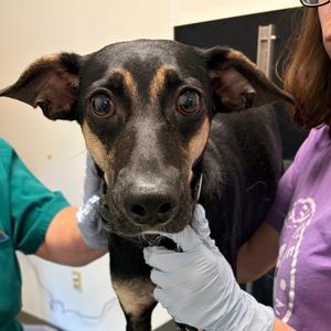 Trixie, Terrier, adult, available for adoption