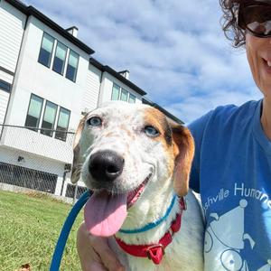 Adson Brown, Catahoula Leopard Dog, young, available for adoption