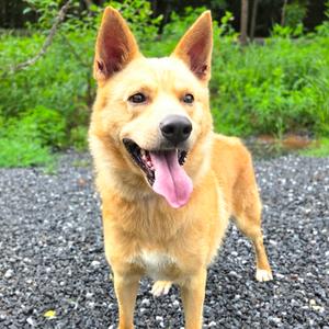 Damon, Shepherd, White German, adult, available for adoption