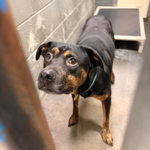Gumby, Pinscher, German, adult, available for adoption