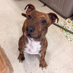 Rocket, Mountain Cur, adult, available for adoption