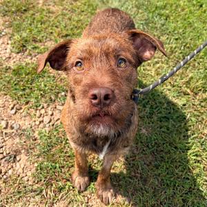 Pumbaa, Retriever, Chocolate Labrador, adult, available for adoption