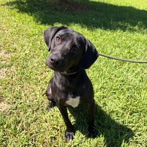Kiwi, Retriever, Black Labrador, adult, available for adoption