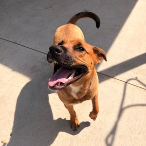 Bojangles, Black Mouth Cur, adult, available for adoption