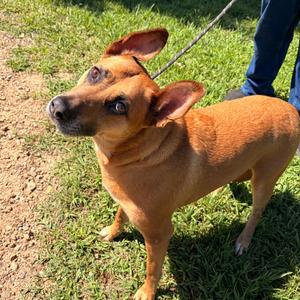Dolly, Carolina Dog, senior, available for adoption