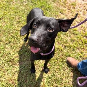 Bear, Retriever, Black Labrador, adult, available for adoption